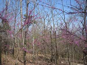 Redbuds.